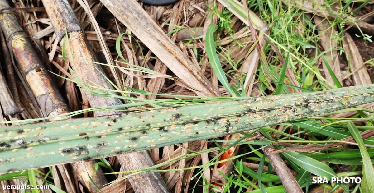 Urgent Action Needed Against RSSI Infestations in Sugarcane Farms